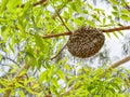 honeycomb on tree