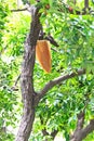 Honeycomb on the tree.