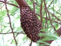 Honeycomb on Tree Branch