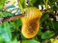 Honeycomb on tree branch