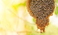 honeycomb on tree nature and swarm honey bee comb beehive Royalty Free Stock Photo