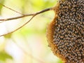 Honeycomb on tree nature and swarm honey bee on comb Royalty Free Stock Photo