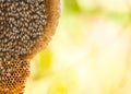 Honeycomb on tree and swarm honey bee on comb beehive on the nature summer Royalty Free Stock Photo