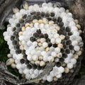 honeycomb of a wasp nest with many chambers filled with baby maggot larvae