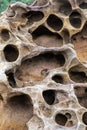 Honeycomb weathering patterns in the Yehliu Geopark, New Taipei, Taiwan, China