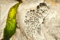 Honeycomb Weathering in Sandstone Rock On A Beach in the San Juan Islands.