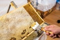 Honeycomb open unwaxing fork beekeeper uncapped for harvest golden delicious honey closeup Royalty Free Stock Photo