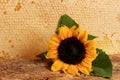 Honeycomb in a wooden frame decorated with sunflower and glass jar of honey on a wooden background