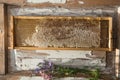 Honeycomb and wooden honey dipper. Raw honey. Natural honey, closeup view Royalty Free Stock Photo