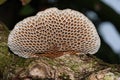 A honeycombed mushroom Royalty Free Stock Photo