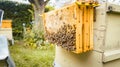 Honeycombs with bees hanging outside of beehouse Royalty Free Stock Photo