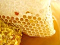 Honeycombs in a bowl Royalty Free Stock Photo