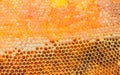 Honeycombs filled with honey closeup