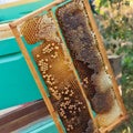 Honeycombs filled with honey. Closeup of fresh real honeycomb