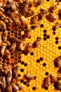 Honeycombs in a frame, with closed and open bee brood, honey and pollen. Royalty Free Stock Photo
