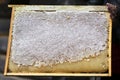 Honeycombs with fresh honey in the apiary. Frame with honey closeup, white honey filled