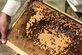 Honeycombs with fresh yellow honey in the apiary. Beekeeper keeps the honeycomb from the hive. Frame with natural honey closeup.