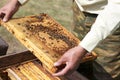 Honeycombs with fresh yellow honey and bees in the apiary. The beekeeper keeps honeycombs with bees that work, collecting