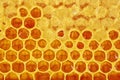 Honeycombs full of honey. Honeycomb background Royalty Free Stock Photo