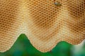 Honeycombs of honey bees are built without human intervention.