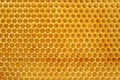 Honeycombs of honey bees close-up