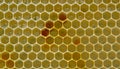 In honeycombs is pollen, nectar and honey Royalty Free Stock Photo