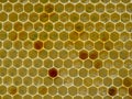 In honeycombs is pollen, nectar and honey Royalty Free Stock Photo