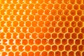 Honeycombs with sweet golden honey on whole background Royalty Free Stock Photo