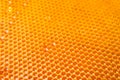 Honeycombs with sweet golden honey on whole background Royalty Free Stock Photo