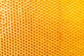 Honeycombs with sweet golden honey on whole background Royalty Free Stock Photo