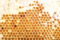 Honeycombs with sweet golden honey on whole background Royalty Free Stock Photo