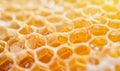 Honeycombs with sweet golden honey on whole background