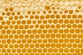 Honeycombs with sweet golden honey on whole background, close up. Background texture, pattern of section of wax Royalty Free Stock Photo