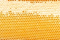 Honeycombs with sweet golden honey on whole background, close up. Background texture, pattern of section of wax Royalty Free Stock Photo