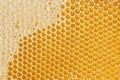 Honeycombs with sweet golden honey on whole background, close up. Background texture, pattern of section of wax Royalty Free Stock Photo