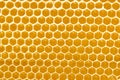 Honeycombs with sweet golden honey on whole background, close up. Background texture, pattern of section of wax Royalty Free Stock Photo