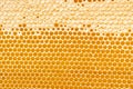 Honeycombs with sweet golden honey on whole background, close up. Background texture, pattern of section of wax Royalty Free Stock Photo