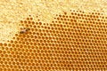 Honeycombs with sweet golden honey on whole background, close up. Background texture, pattern of section of wax Royalty Free Stock Photo