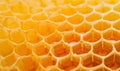 Honeycombs with sweet golden honey on whole background Royalty Free Stock Photo