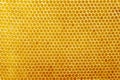 Honeycombs with sweet golden honey on whole background, close up. Background texture, pattern of section of wax Royalty Free Stock Photo