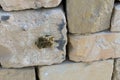 Honeycombs and wild bees on a wall made of Maltese stone.