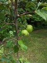 Honeycrisp apple tree blooming with green apples Royalty Free Stock Photo