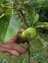 Honeycrisp apple tree blooming with green apples Royalty Free Stock Photo