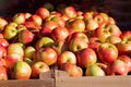 Honey crisp apples at an outdoor market Royalty Free Stock Photo