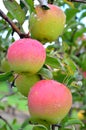 Honeycrisp Apples