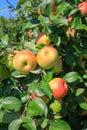 Honeycrisp Apples on Tree Royalty Free Stock Photo