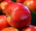 Honeycrisp Malus pumila is an apple cultivar cultivated variety