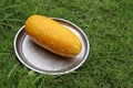 Honeydew melon Cucumis melo in stainless steel tray on green grasses background closeup. Royalty Free Stock Photo