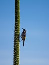 Honeyeater on a grass tree flower spike