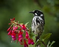 Honeyeater perching Royalty Free Stock Photo